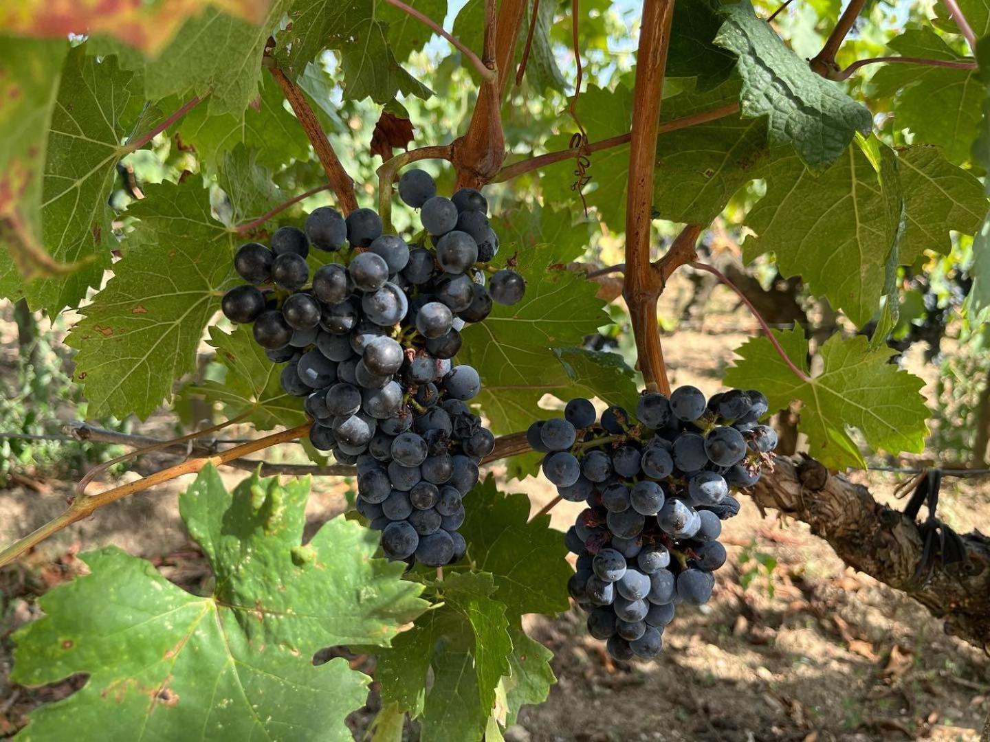 Les Logis Des Vignobles Sainte Emilion En Duplex N 3 Avec Terrasse Lägenhet Exteriör bild